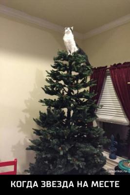 Прикрепленное изображение: zvezda.jpg